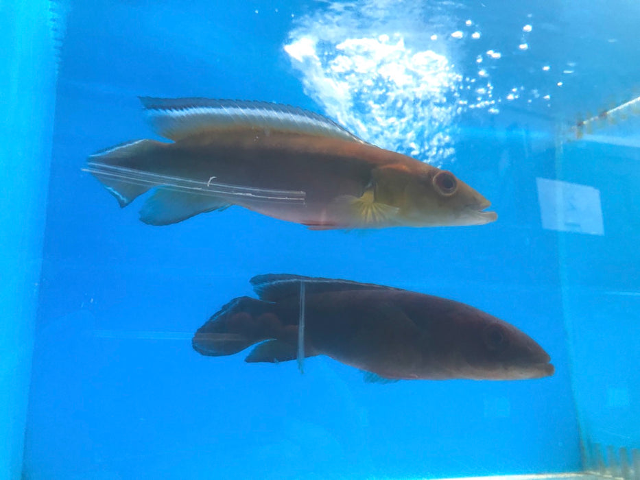 Red Finned Johanna Pike Cichlid (Crencichla johanna)