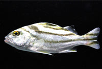 Targetfish (Terapon Jarbua)