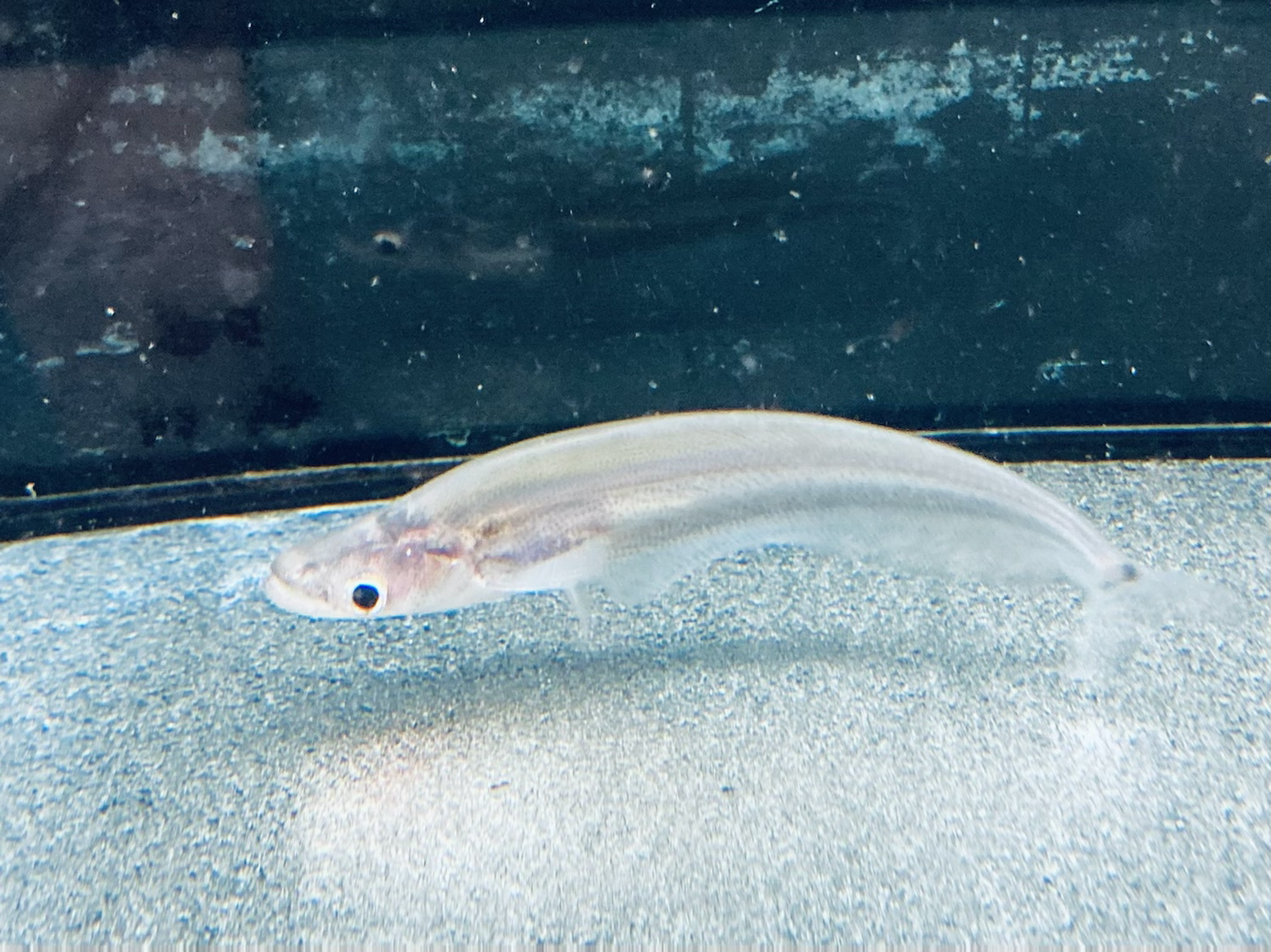 Dinema Catfish (Belodontichthys dinema) — Predatory Fins