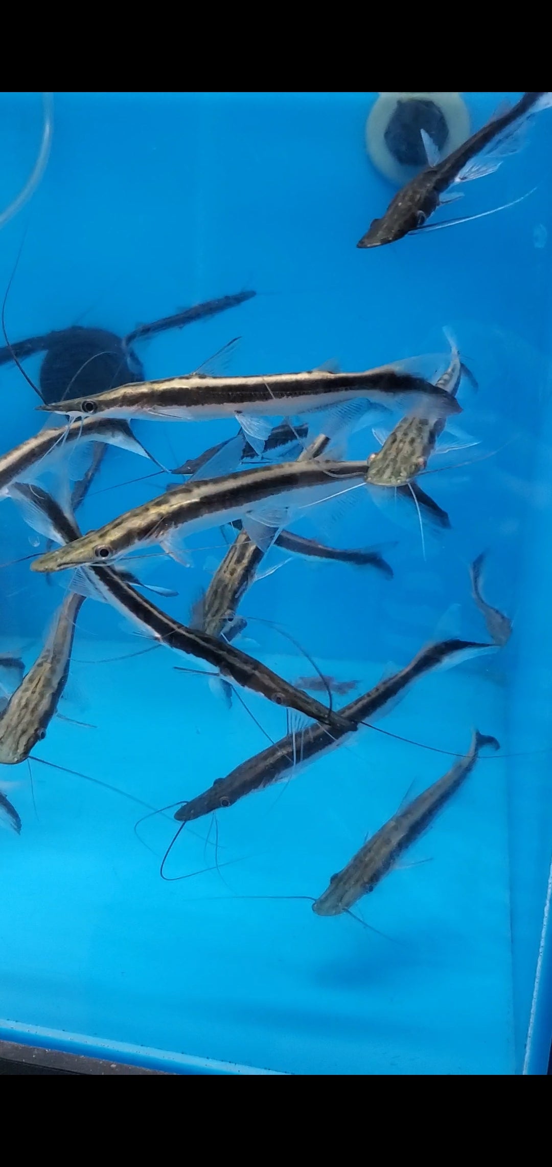 Lima Shovelnose Catfish (Sorubim lima)