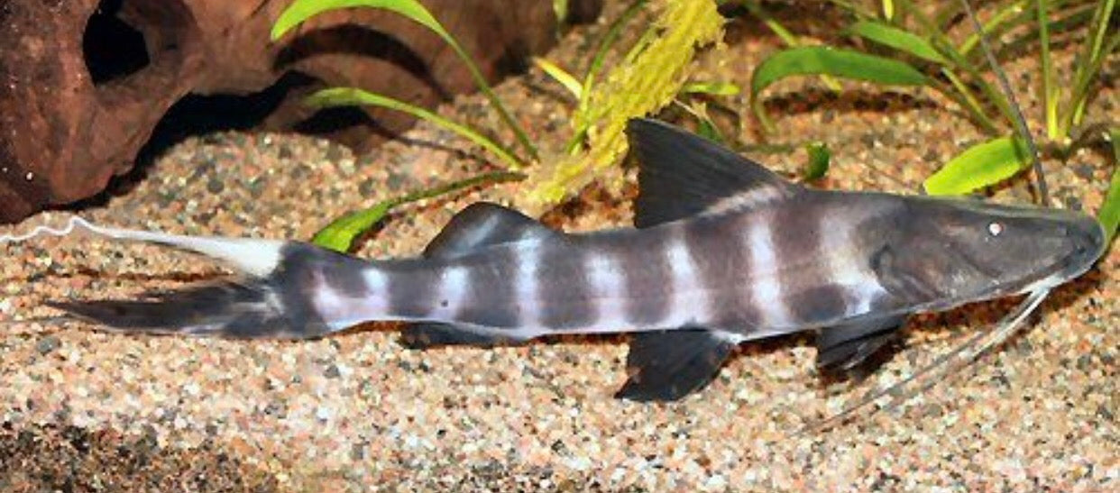 Flash Zebra Catfish (Brachyplatystoma juruense) — Predatory Fins
