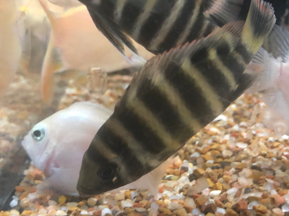 Buttikoferi Cichlid (Tilapia buttikoferi)