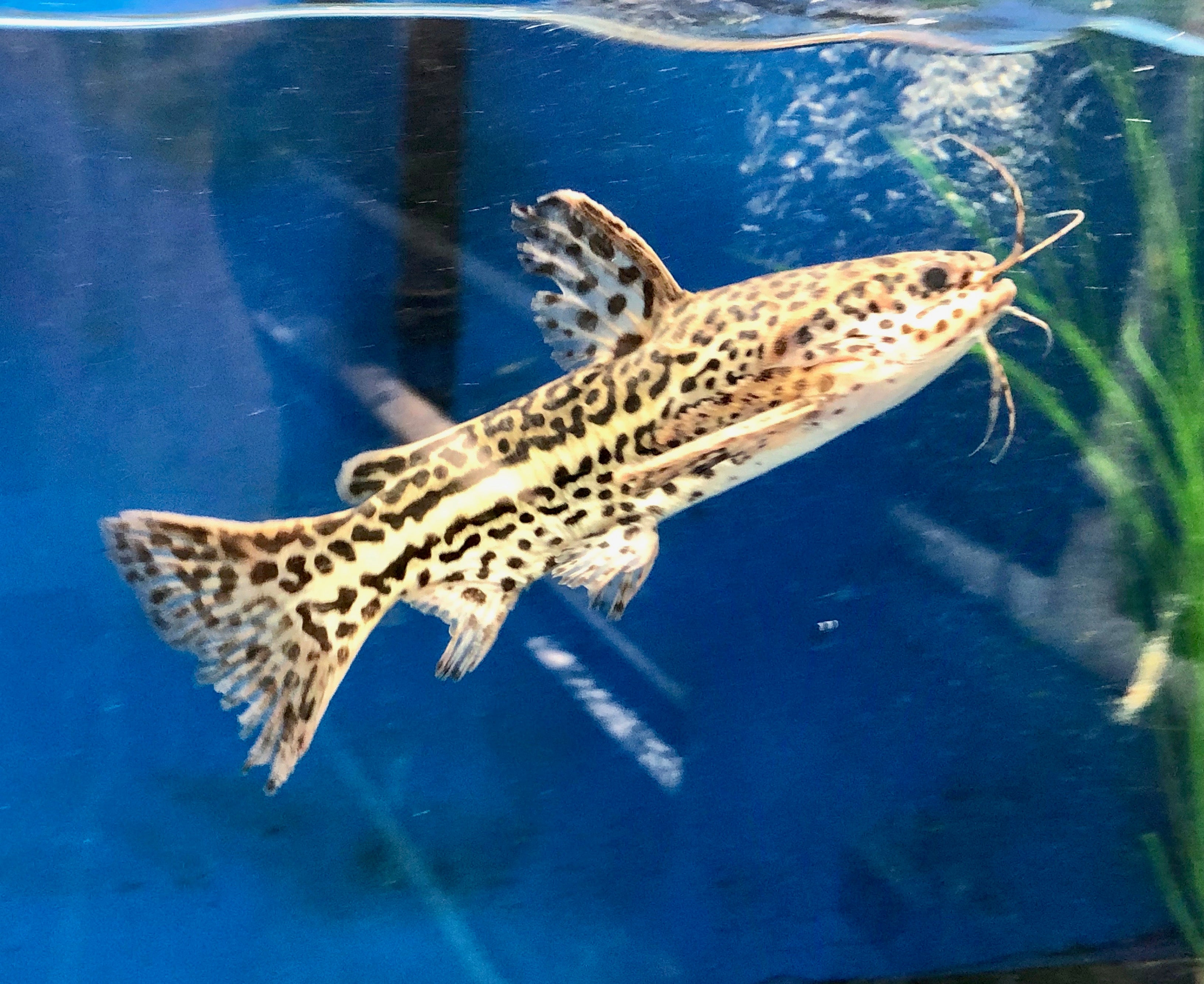 Jaguar Catfish (Liosomadoras oncinus)