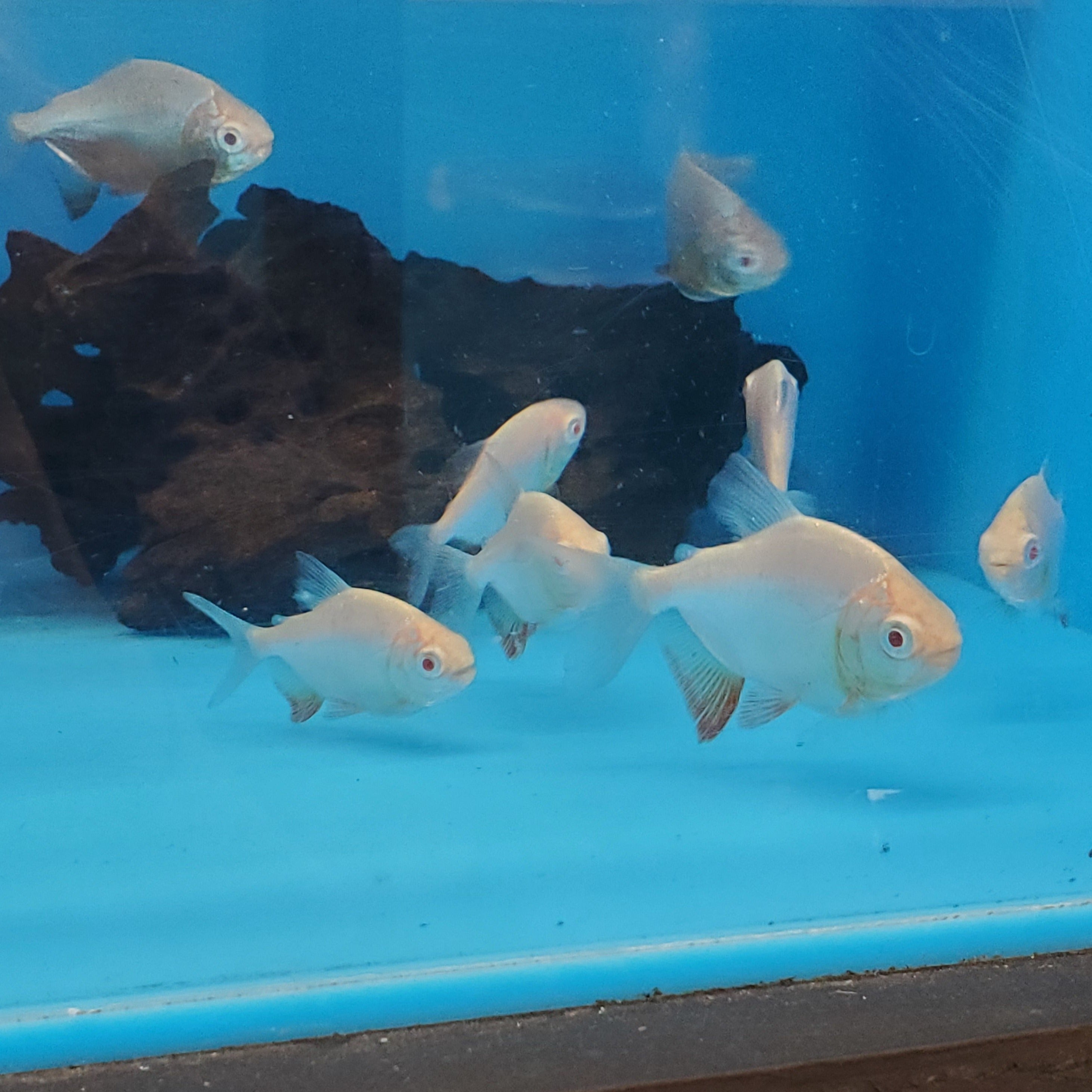 Albino Red Belly Pacu (Piaractus brachypomum) – Predatory Fins