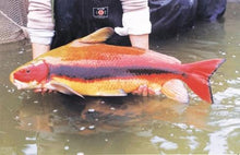 Load image into Gallery viewer, Chinese High Fin Loach (Myxocyprinus asiaticus)
