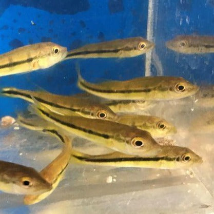 Temensis Peacock Bass (Cichla temensis)