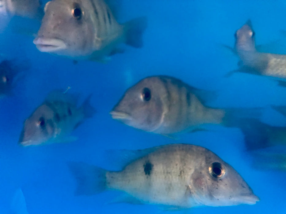 Yellowhump Eartheater (Geophagus pellegrini)
