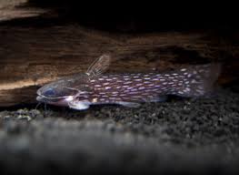 Galaxy Wood Catfish (Tatia galaxias)