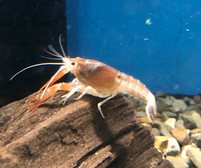 Tricolor Ghost Crayfish (Procambarus clarkii)