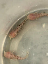 Load image into Gallery viewer, Albino Marbled Hoplo Catfish (Megalechis thoracata)
