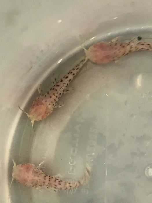 Albino Marbled Hoplo Catfish (Megalechis thoracata)