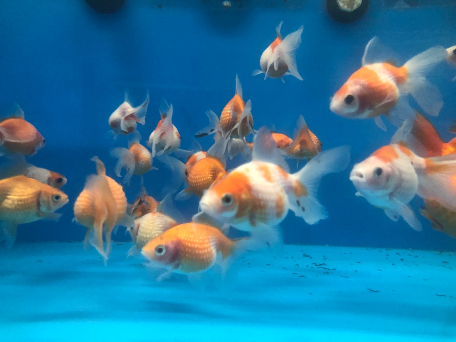 Ping Pong Pearlscale Goldfish (Carassius auratus)