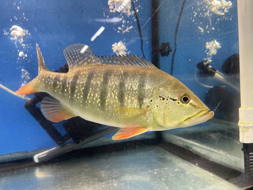 Intermedia Peacock Bass (Cichla intermedia)