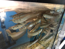 Load image into Gallery viewer, Silver Arowana (Osteoglossum bicirrhosum)
