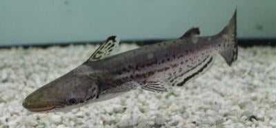 Hammerhead Catfish (Ageneiosus marmoratus)