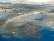 Load image into Gallery viewer, Silver Arowana (Osteoglossum bicirrhosum)
