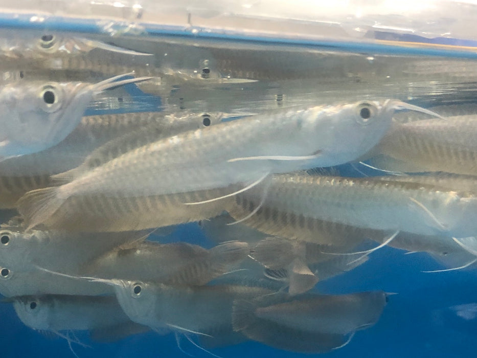 Silver Arowana (Osteoglossum bicirrhosum)