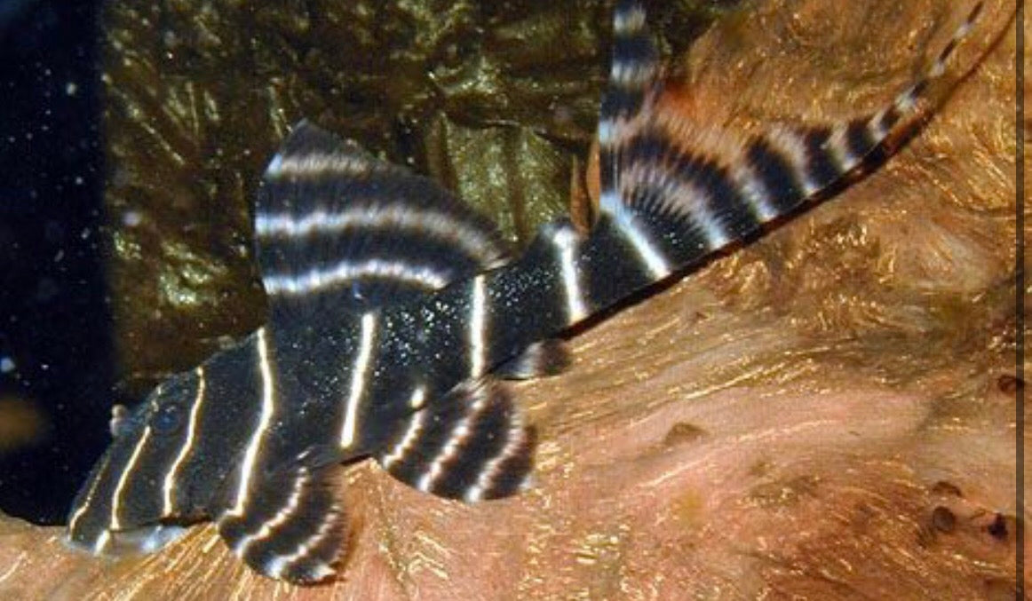 L204 Flash Pleco (﻿Panaqolus albivermis﻿)