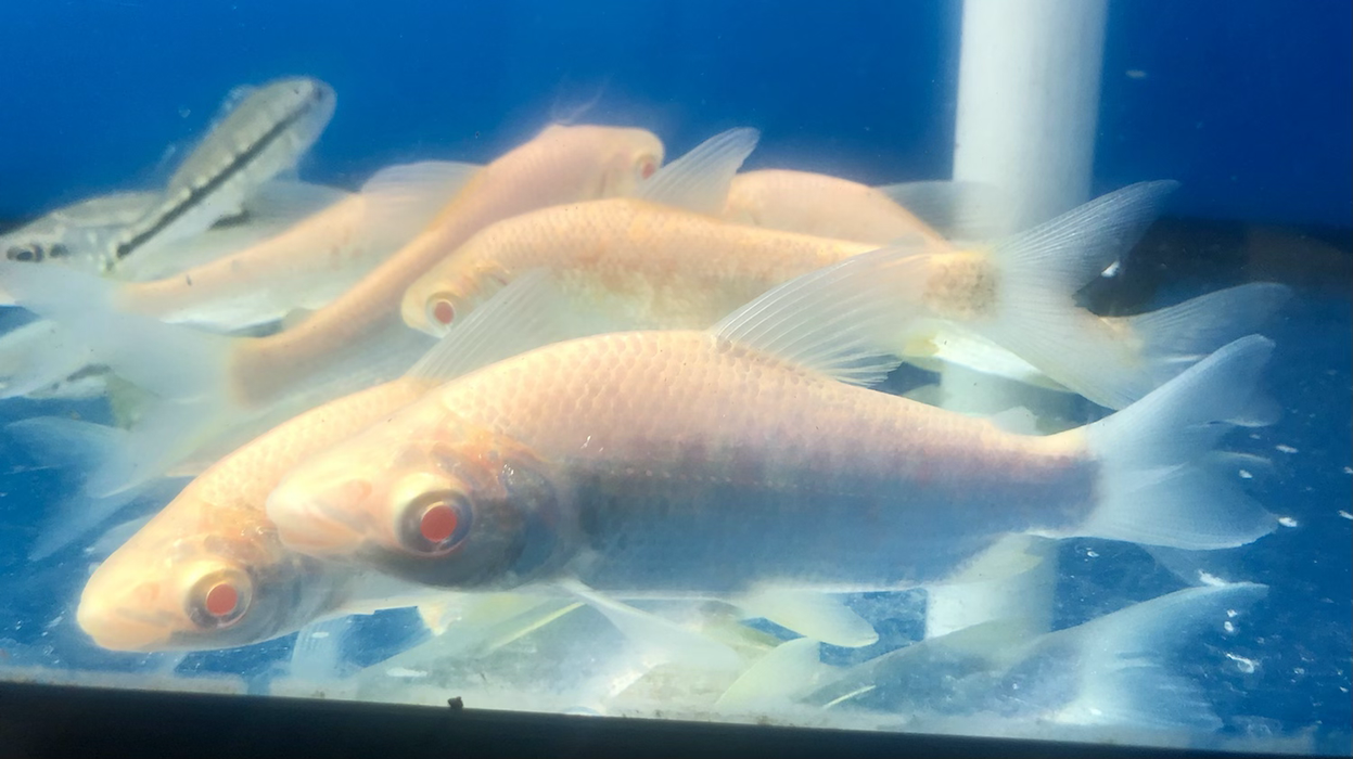 Albino Prochilodus (Prochilodus lineatus)