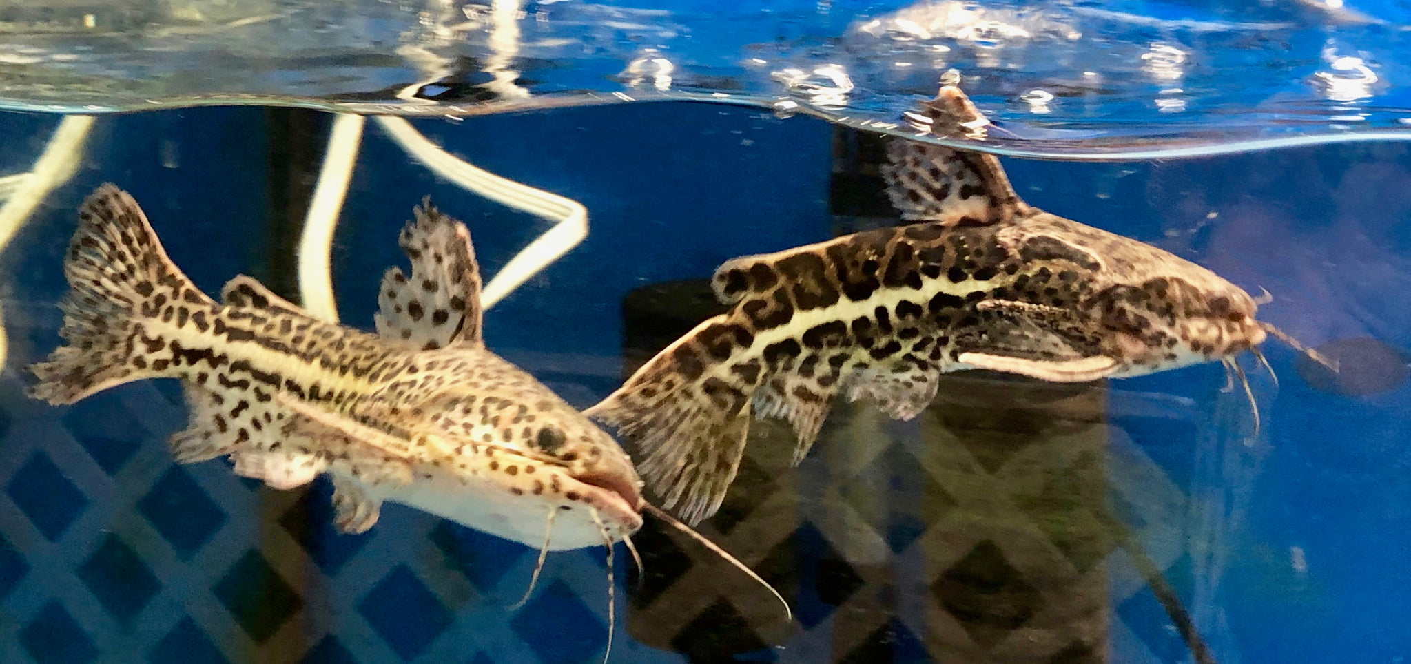 Jaguar Catfish Liosomadoras oncinus Predatory Fins