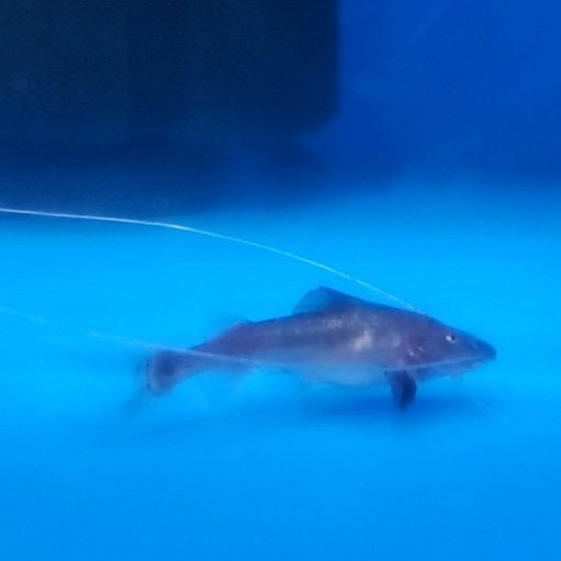 Capapretum Catfish (Brachyplatystoma capapretum)