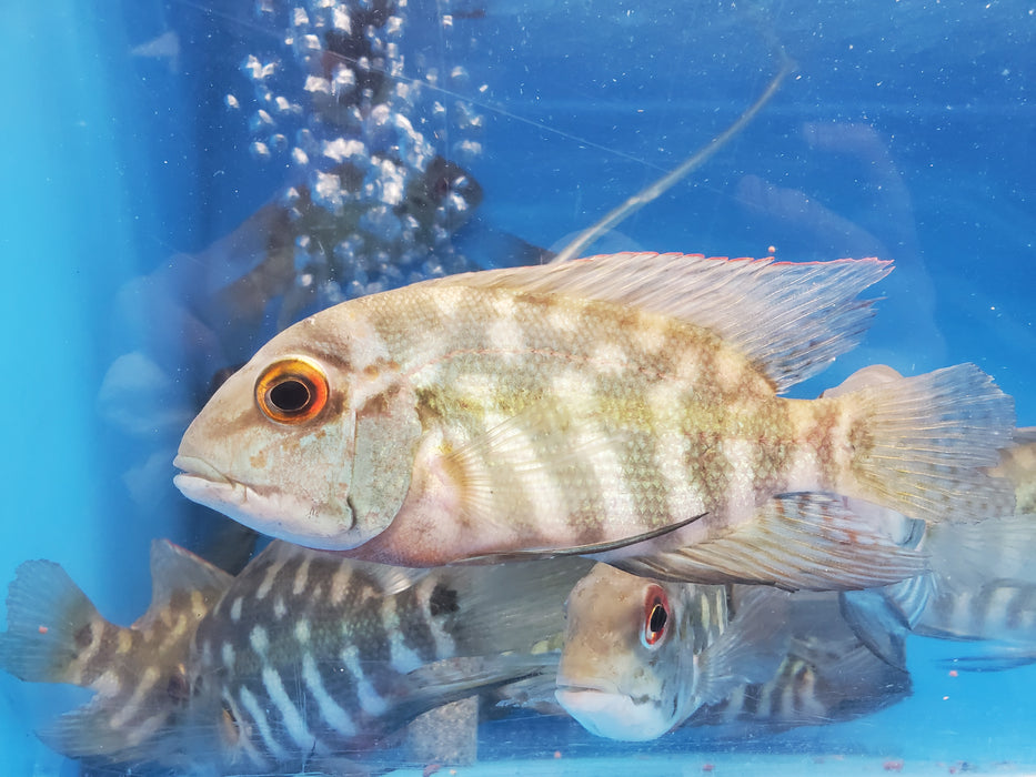 True Parrot Cichlid (Hoplarchus psittacus)