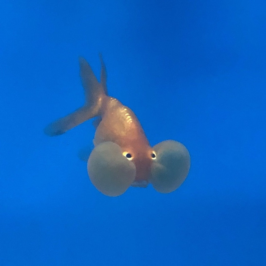 Bubble Eye Goldfish (Carassius auratus)