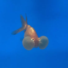 Load image into Gallery viewer, Bubble Eye Goldfish (Carassius auratus)
