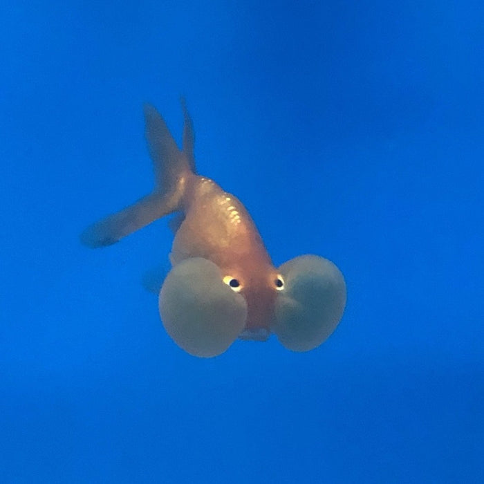 Bubble Eye Goldfish (Carassius auratus)