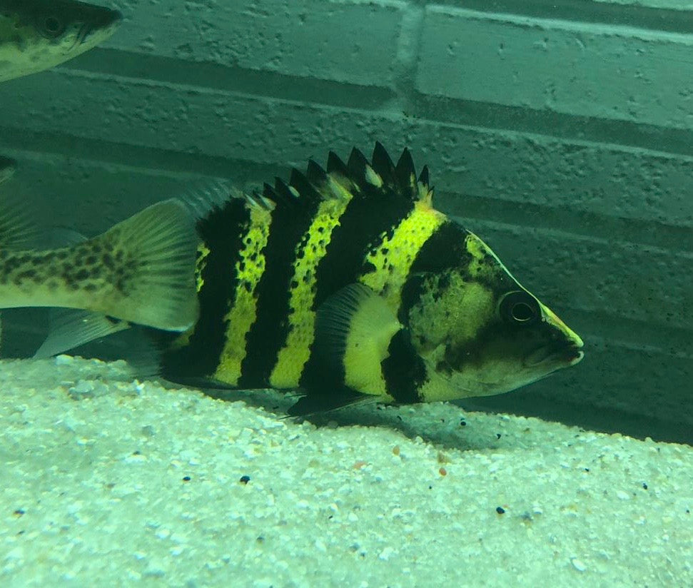 DATNOID – Predatory Fins