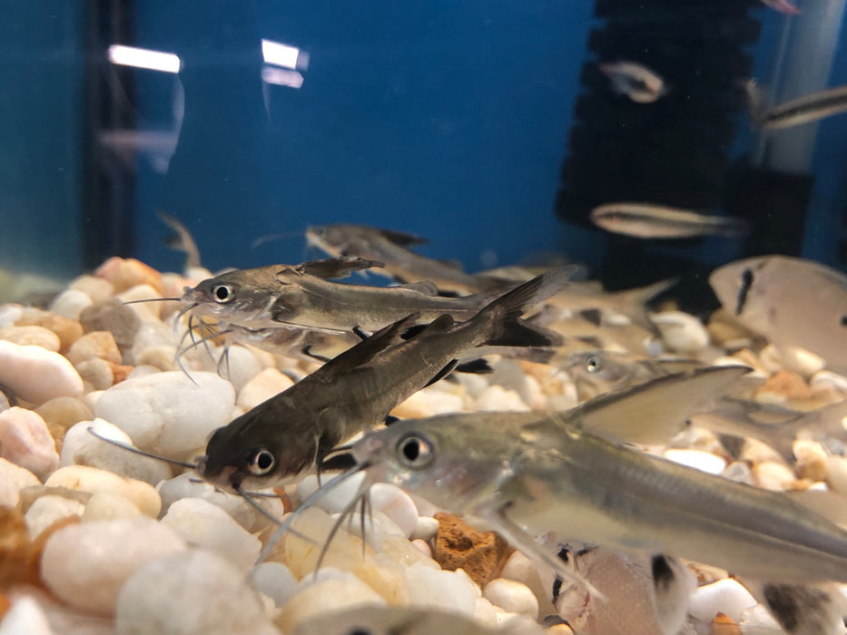 Colombian Shark Catfish (Arius jordani)