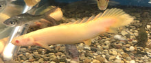 Load image into Gallery viewer, Albino Senegal Bichir (Polypterus senegalus)
