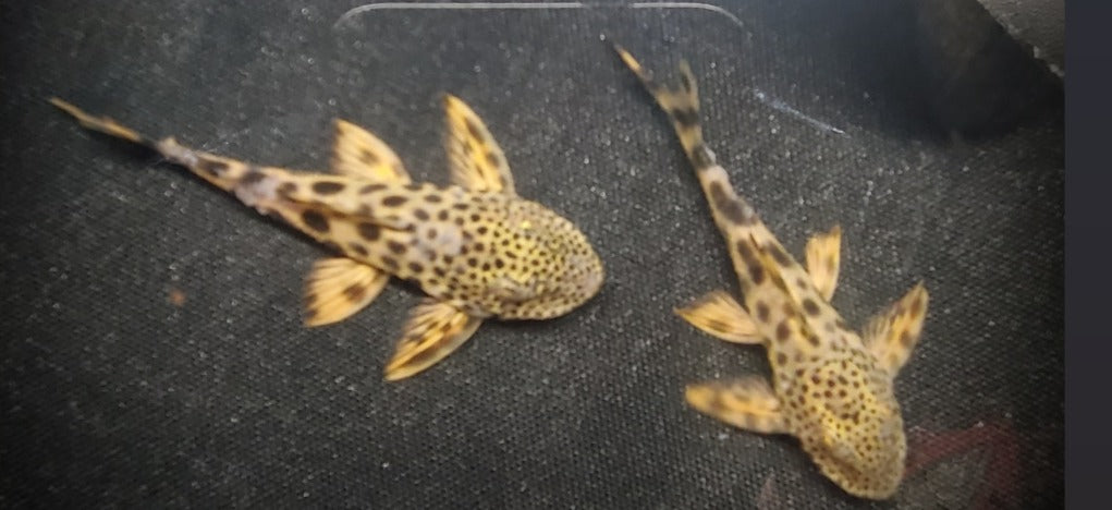 L075 / L124 Para Pleco (Peckoltia sabaji)