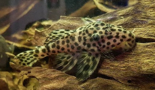 L172 Golden Vampire Pleco (Leporacanthicus heterodon)