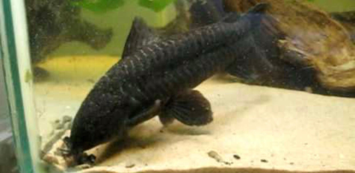 Brown Hoplo Catfish (Hoplosternum littorale)