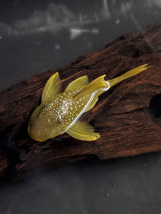 L200 Green Phantom Pleco (Hemiancistrus subviridis)