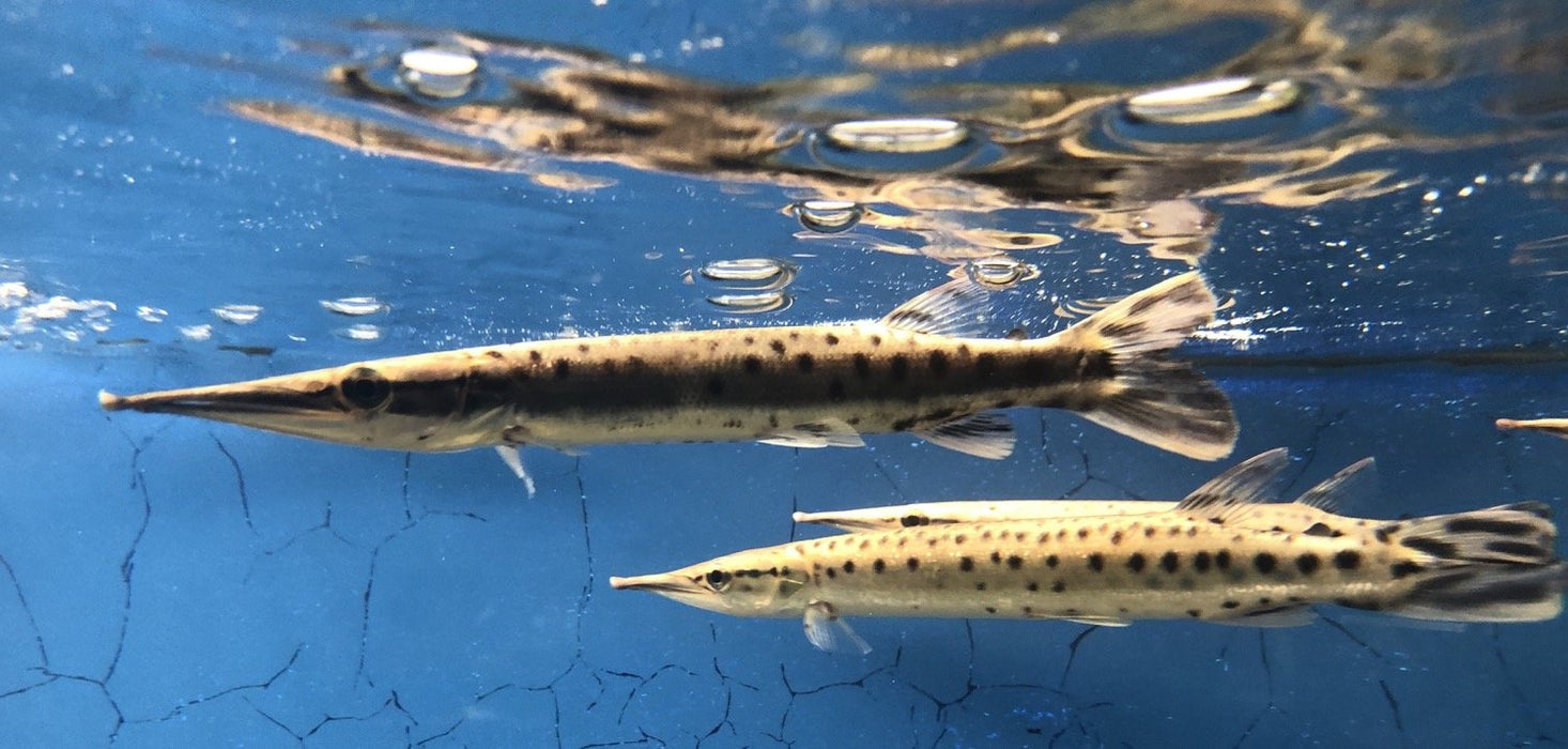 Spotted Marble Amazon Gar (Boulengerella maculata)