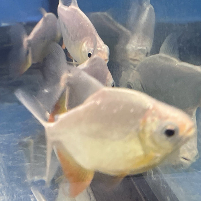 Leucistic Black Pacu (Colossoma macropomum)