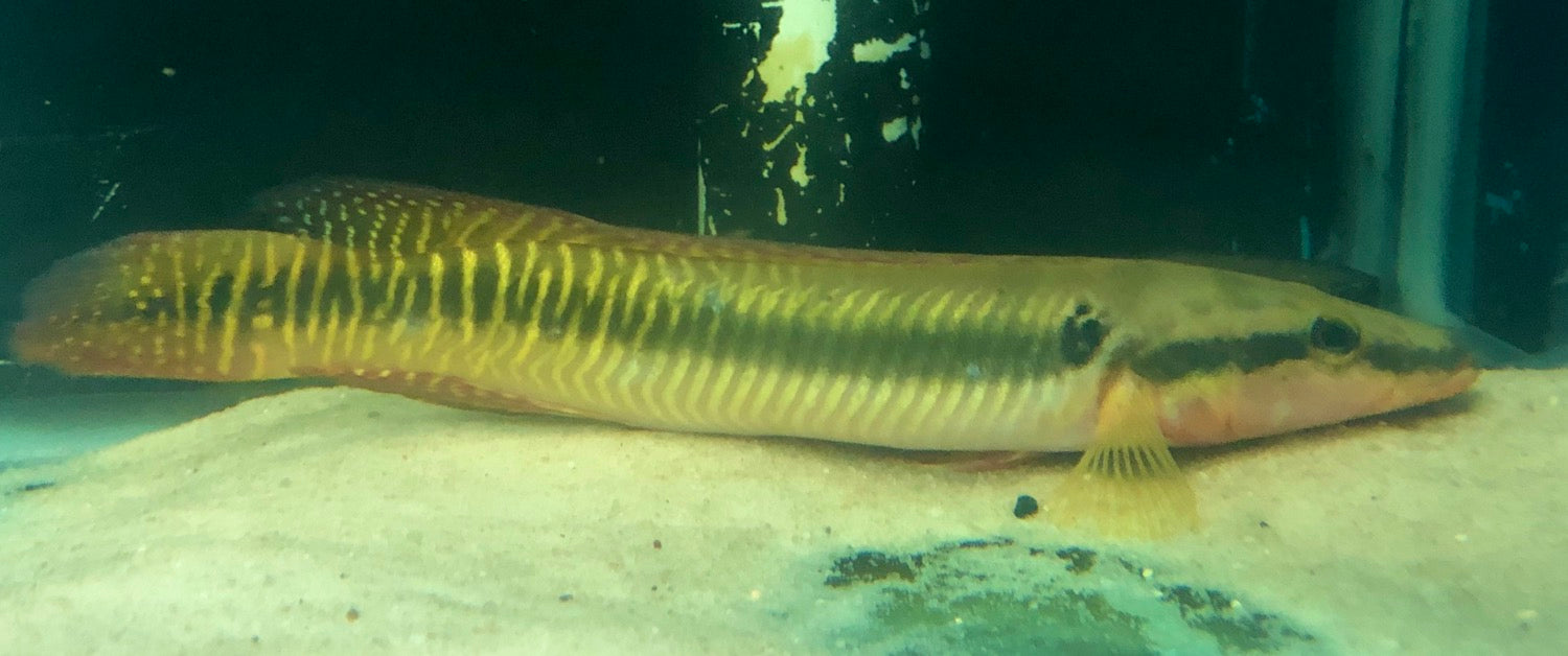 Zebrina Pike Cichlid (Crenicichla zebrina)