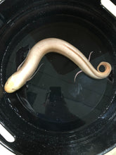 Load image into Gallery viewer, Albino African Lungfish (Protopterus aethiopicus)

