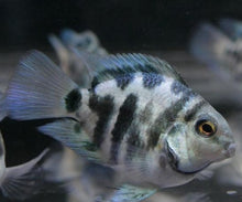 Load image into Gallery viewer, Zebra Parrot Cichlid (Cichlasoma sp)
