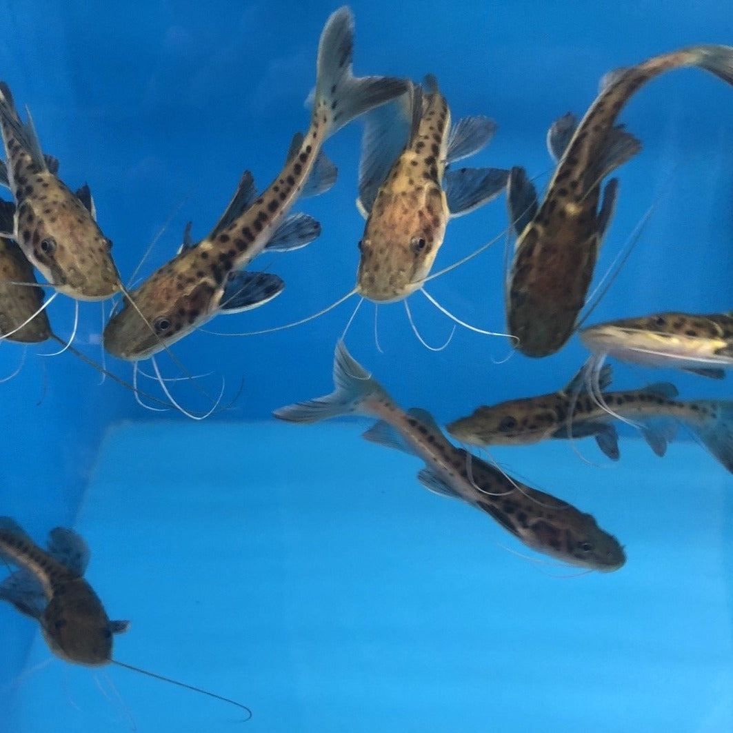 Red Tail Catfish Hybrid