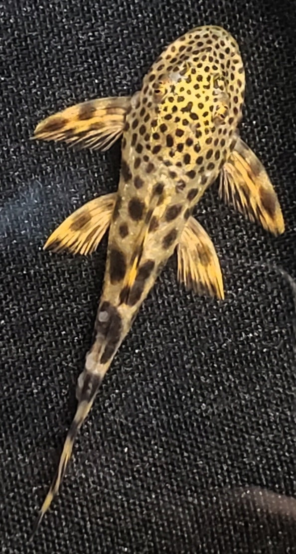 L075 / L124 Para Pleco (Peckoltia sabaji)