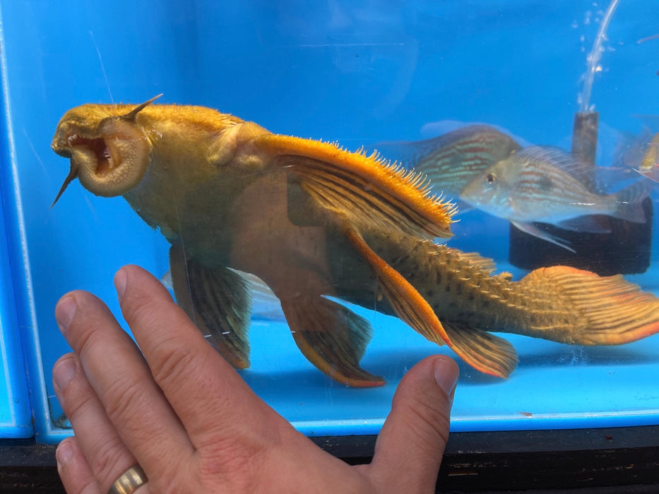 L024 Redfin Cactus Pleco (Pseudacanthicus pitanga)