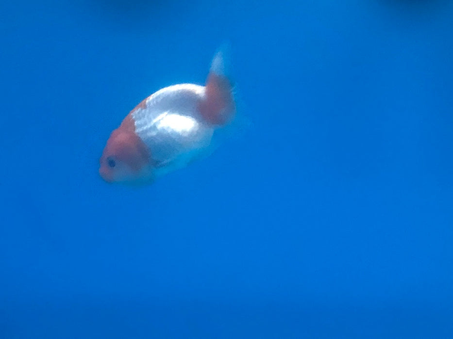 Ranchu Goldfish (Carassius auratus)