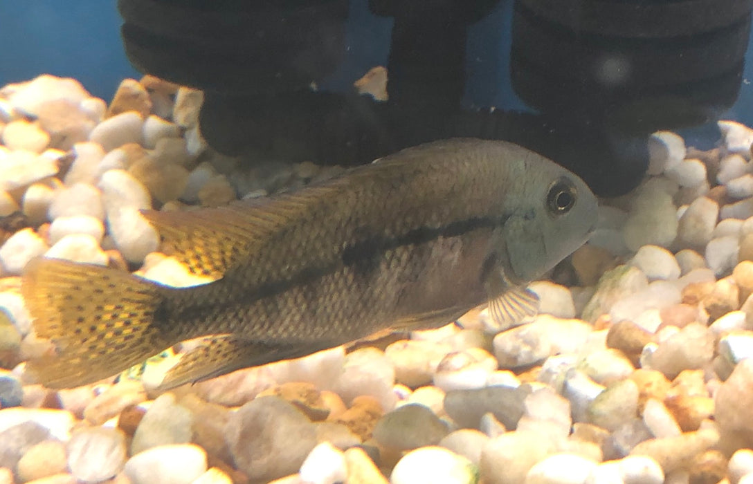 Nicaragua Cichlid (Hypsophrys nicaraguensis)