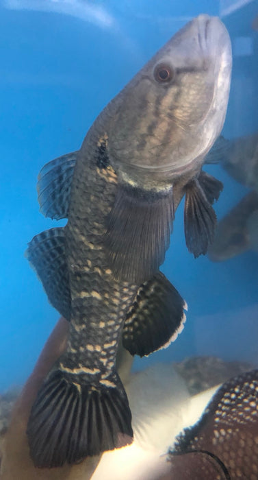 Jade Sleeper Goby (Dormitator maculatus)