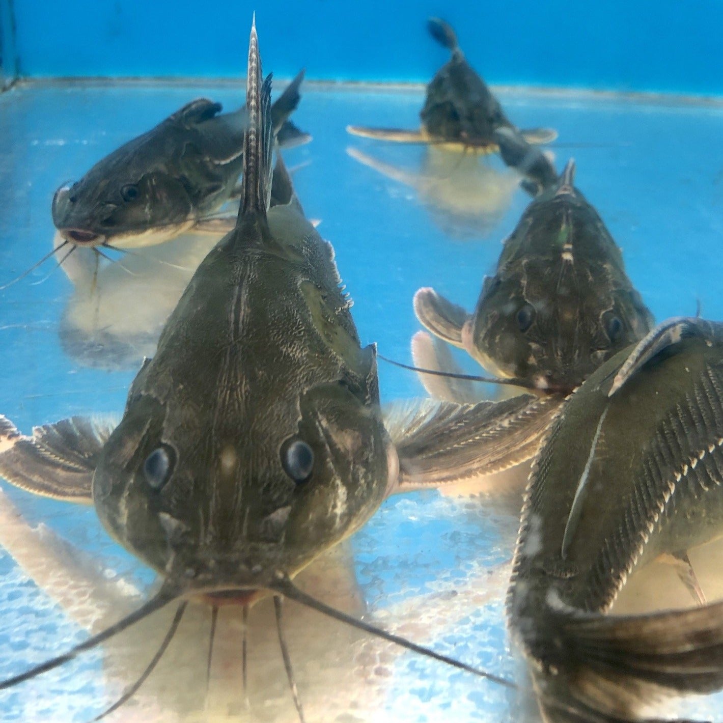 Rock Bacu Catfish (Lithodoras dorsalis)