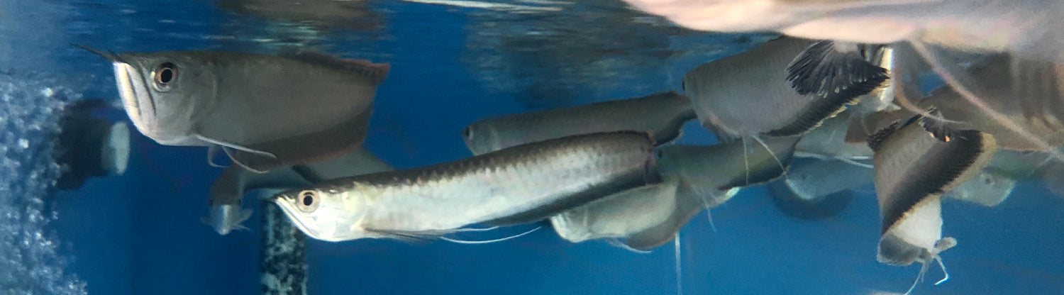 Black Arowana (Osteoglossum Ferreirai)