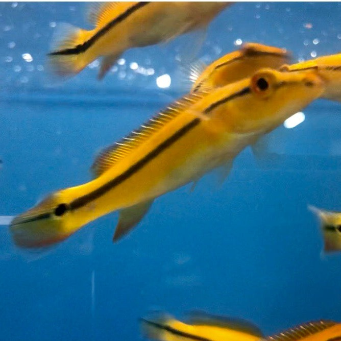 Xingu Pike Cichlid (Crenicichla xingu sp)